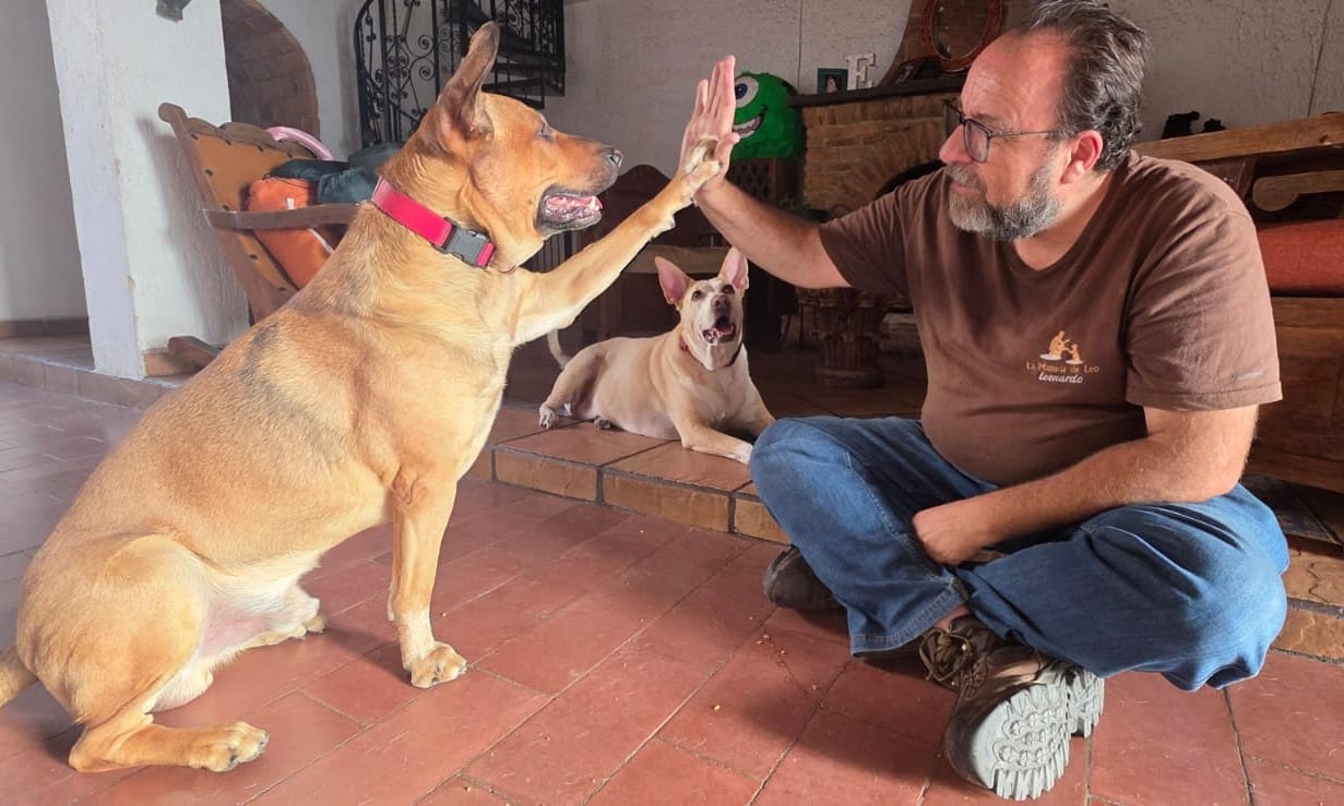 Adiestramiento Canino en Casa
